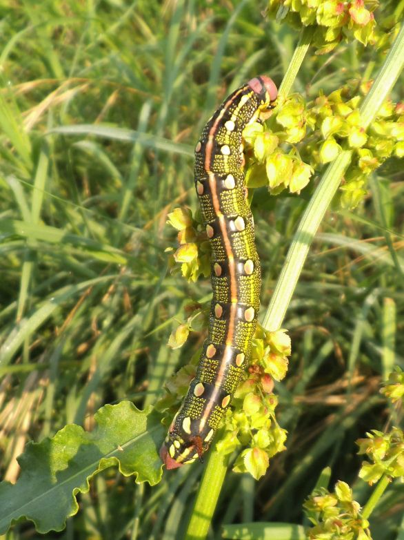 Larva di Hyles livornica?